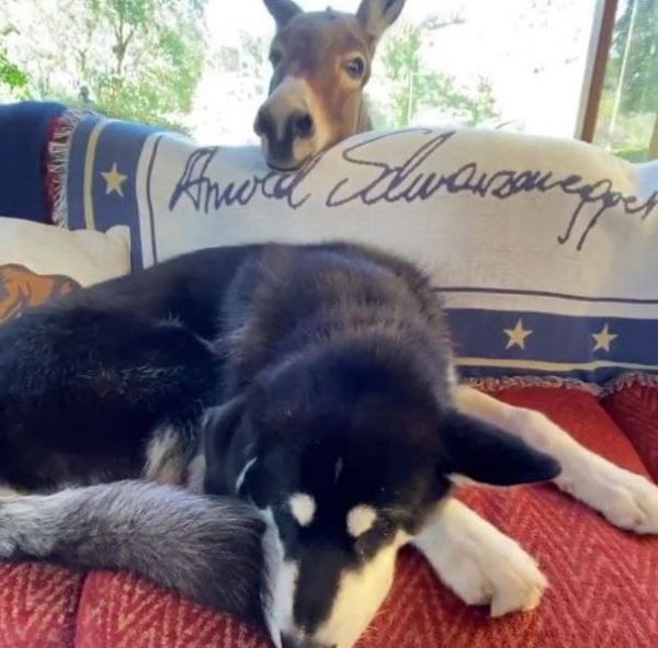 Дом Арнольда Шварценеггера: где живет железный Арни? Дом Арнольда Шварценеггера: где живет железный Арни?