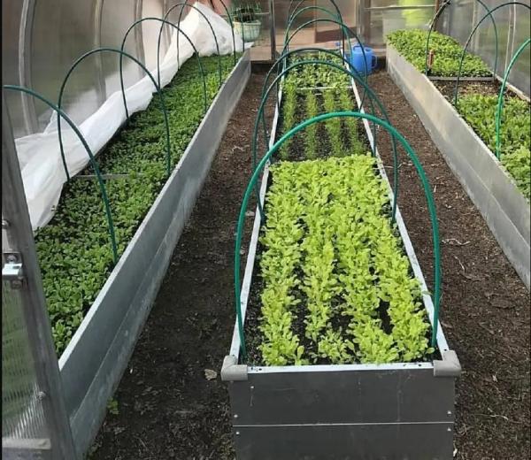 Обустройство теплицы внутри Обустройство теплицы внутри