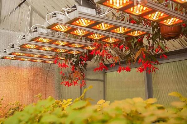 Обустройство теплицы внутри Обустройство теплицы внутри