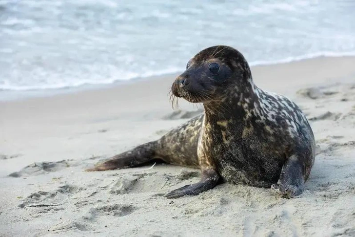 Был истощён и обезвожен: в Калининградской области спасли редкого тюленя с тёмным окрасом и выпустили в дикую природу