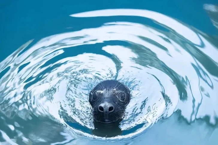 Был истощён и обезвожен: в Калининградской области спасли редкого тюленя с тёмным окрасом и выпустили в дикую природу