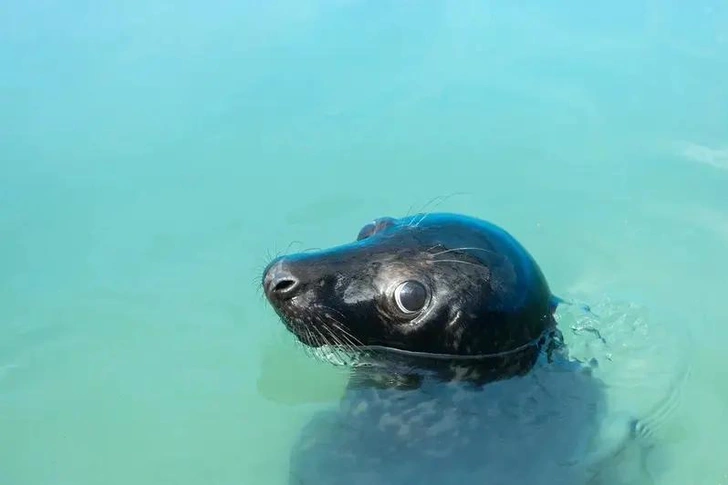Был истощён и обезвожен: в Калининградской области спасли редкого тюленя с тёмным окрасом и выпустили в дикую природу