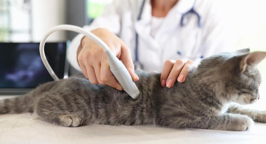 Роль УЗИ для домашних животных в современной ветеринарии Роль УЗИ для домашних животных в современной ветеринарии