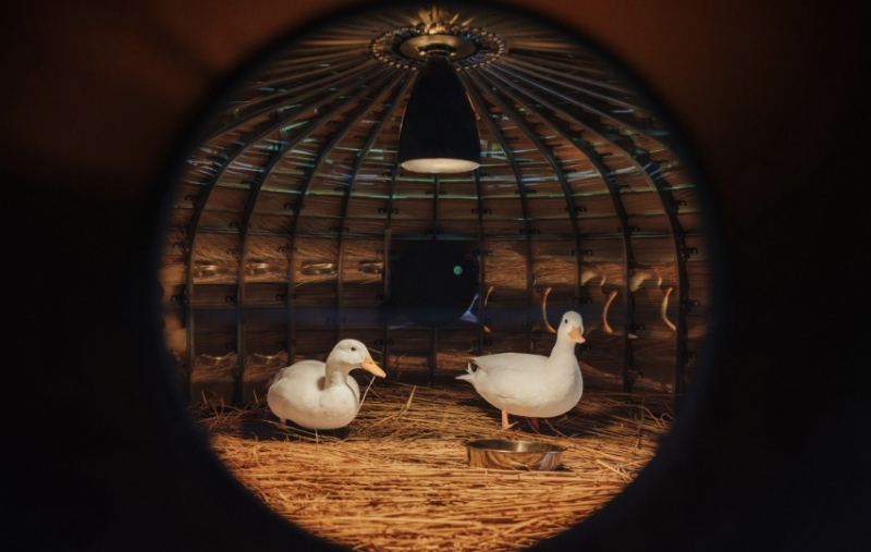 Дизайнер из Тайваня придумал укрытия для уток