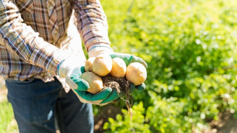 Мужчина держит картофель, который нельзя хранить осенью так же, как летом