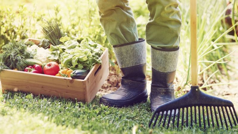 Сбор урожая согласно лунному календарю