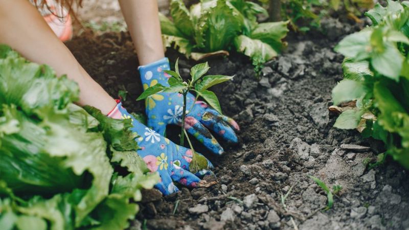 Девушка сажает растение в огороде по рекомендациям лунного календаря садовода