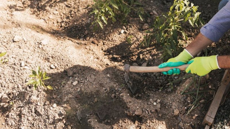 Окучивание грядок согласно лунному календарю