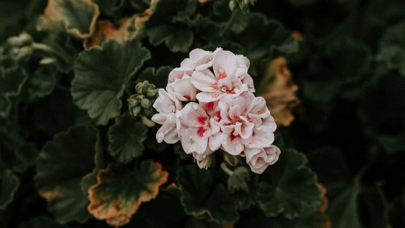 Цветущая герань, которую можно перенести с дачи в квартиру