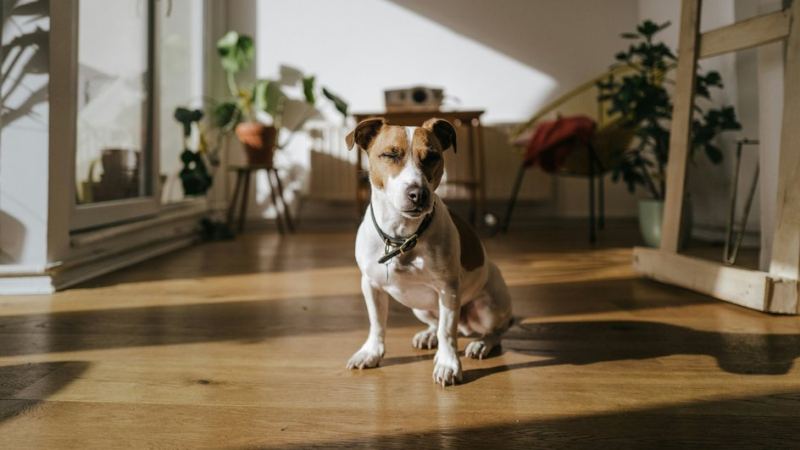 Собака в соседней квартире, которая постоянно скулит и лает 