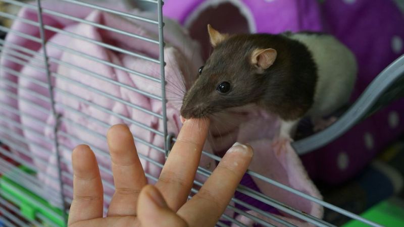 Хозяин кормит домашнюю крысу