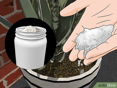 Step 3 Накройте верхний шар почвы диатомитом.